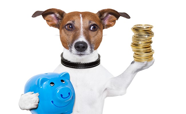 dog holding money and piggy bank