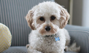 7 Reasons You Should Allow Pets In Your Rental Property