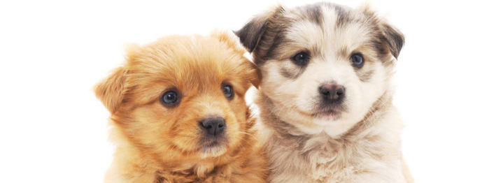 Allow Pets at Your Katy Rental Property