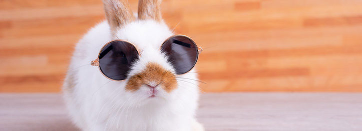 How to Buy a Pet-Friendly House