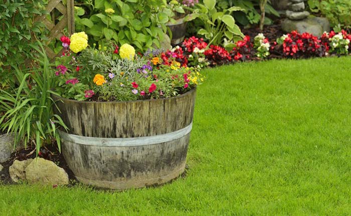 Plant Perennials