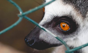 Tenant is Keeping an Exotic or Dangerous Animal in Houston