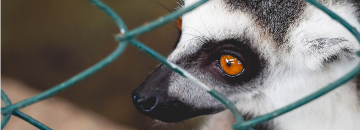 Tenant is Keeping an Exotic or Dangerous Animal in Houston
