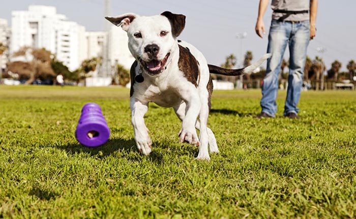 The Legal Standing Of Pets