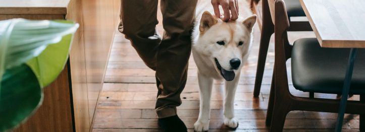 The-Pros-and-Cons-of-Allowing-Pets-in-a-Rental