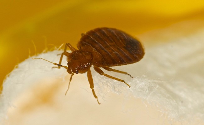 bed bug at katy texas home