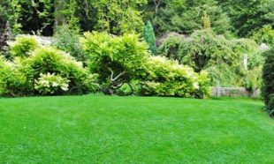 green grass in large back yard