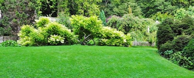 green grass in large back yard