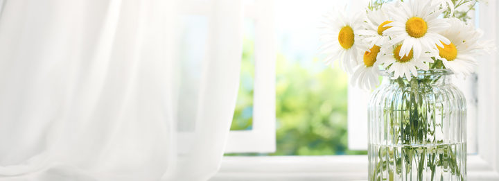 daisy flowers near window with curtain