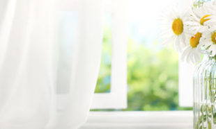 daisy flowers near window with curtain