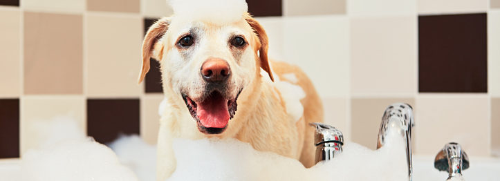 Dog taking a bath