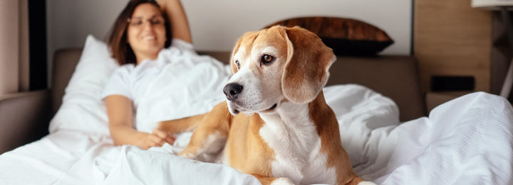 Woman and her beagle dog meet morning in bed