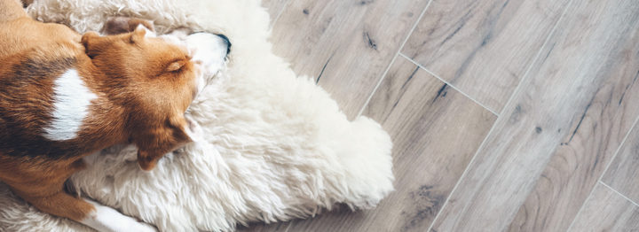 Beagle dog sleeps on sheepskin