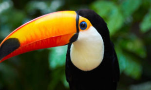 Toucan on the branch in tropical forest of Brazil