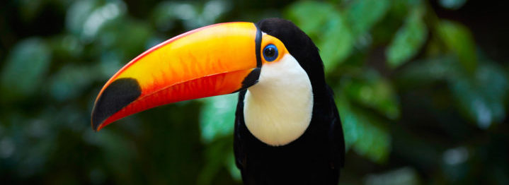 Toucan on the branch in tropical forest of Brazil
