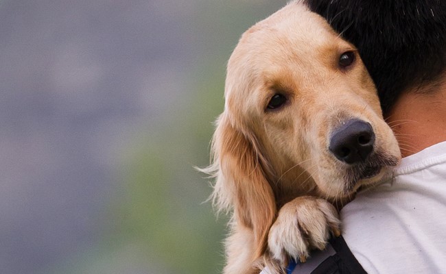 Emotional Support Animals: A Guide for Landlords