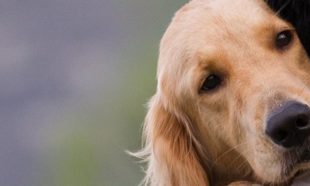 emotional support pet