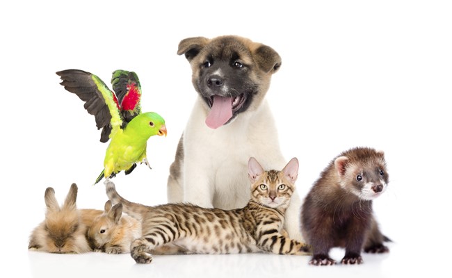 variety of pets